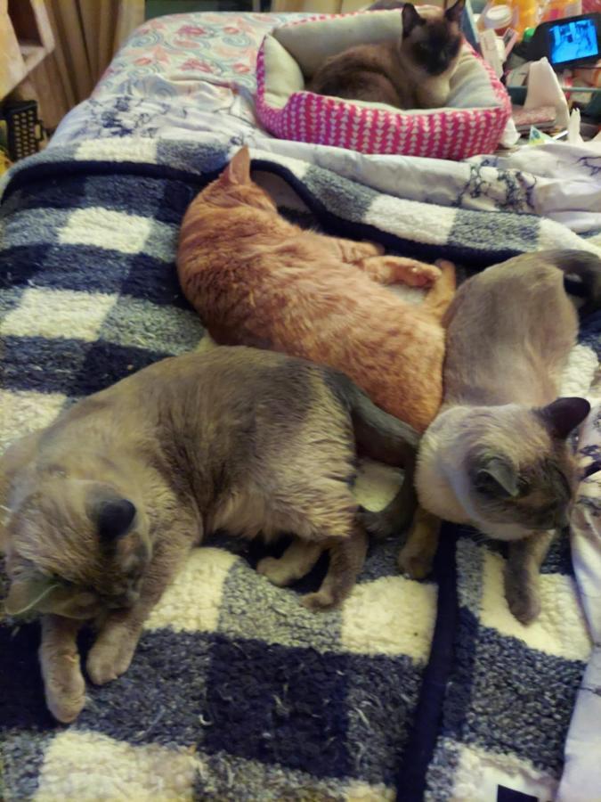 Catmosphere 2 Las Vegas Bagian luar foto